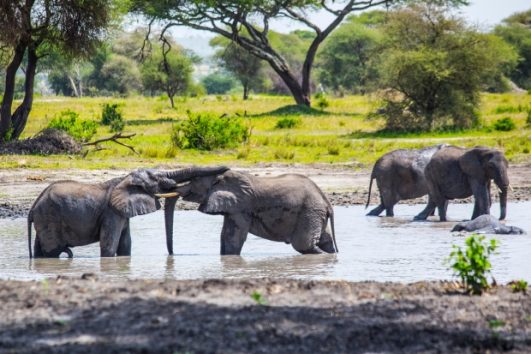 3 Days Northern Tanzania