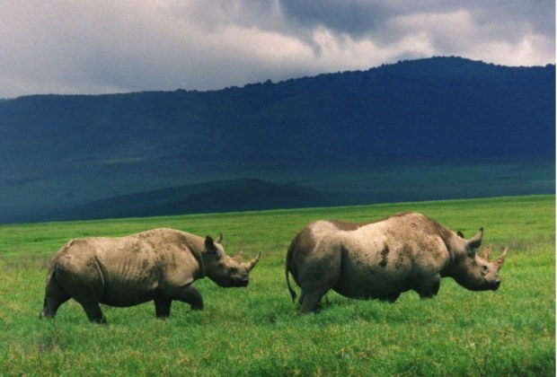 Ngorongoro Crater