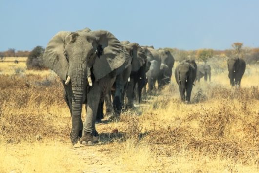 6 Days Ultimate Tanzania