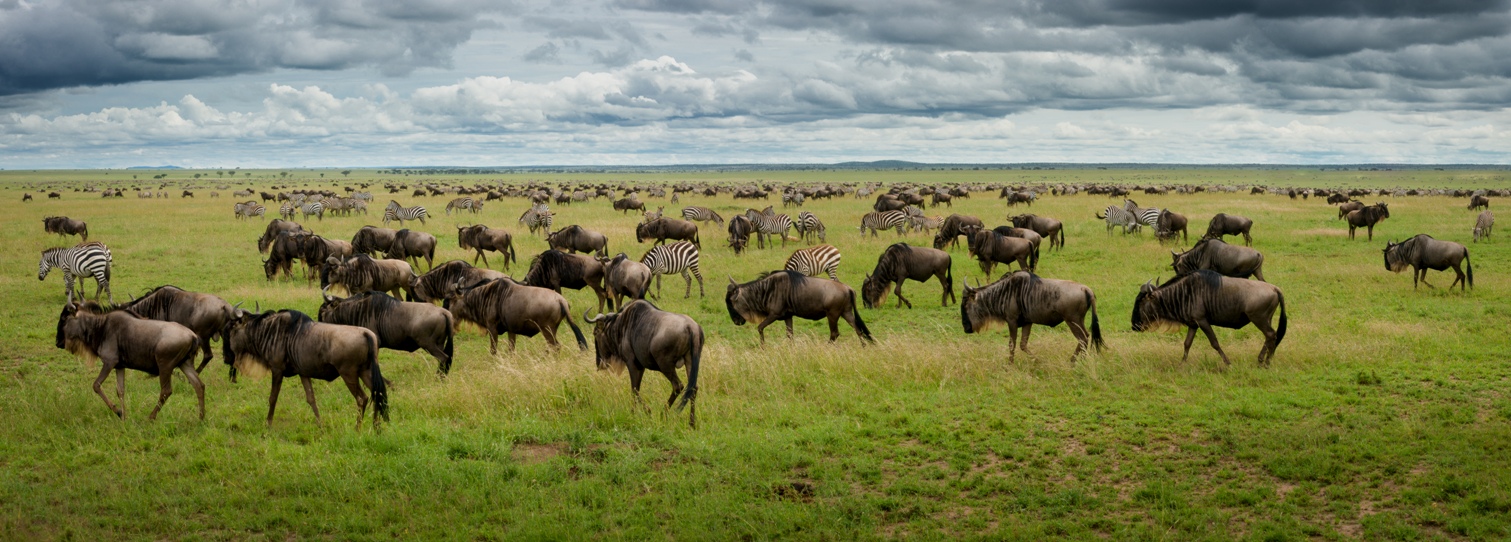 African wildlife in a natural safari landscape