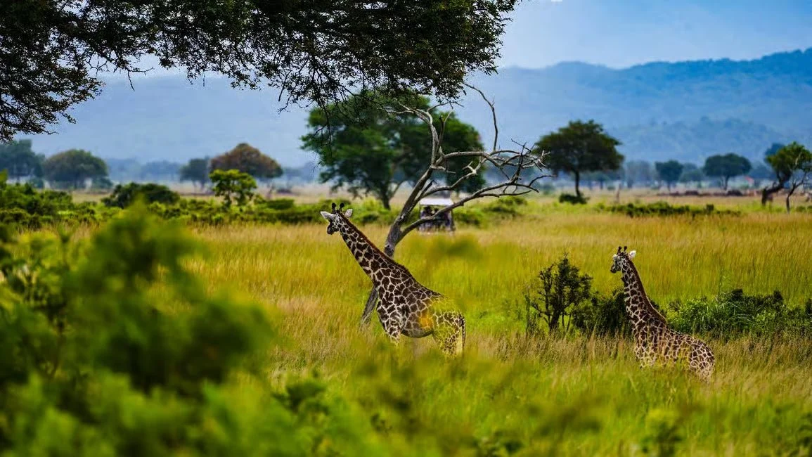 African safari scenery and wildlife