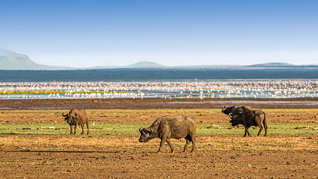 African wildlife and savannah scenery