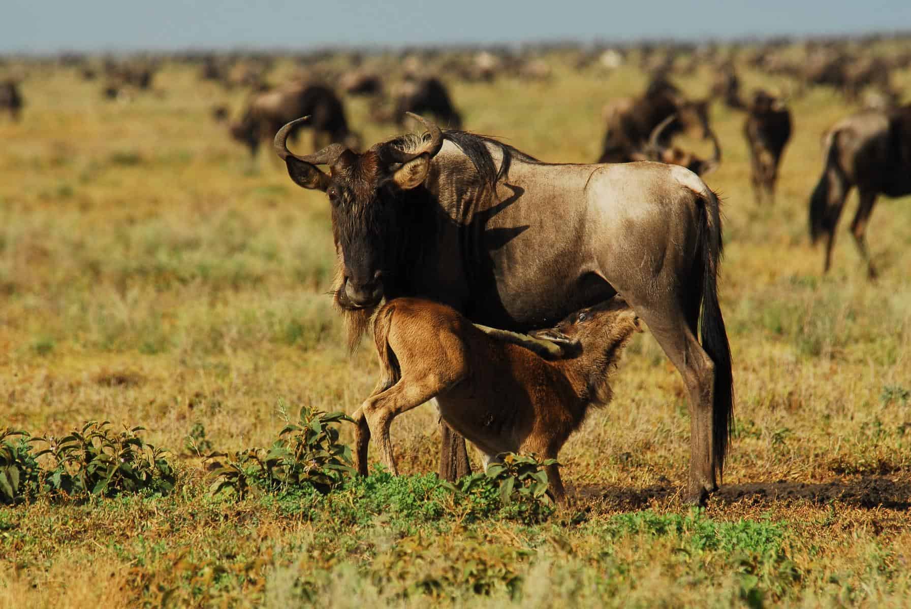 Serengeti National Park