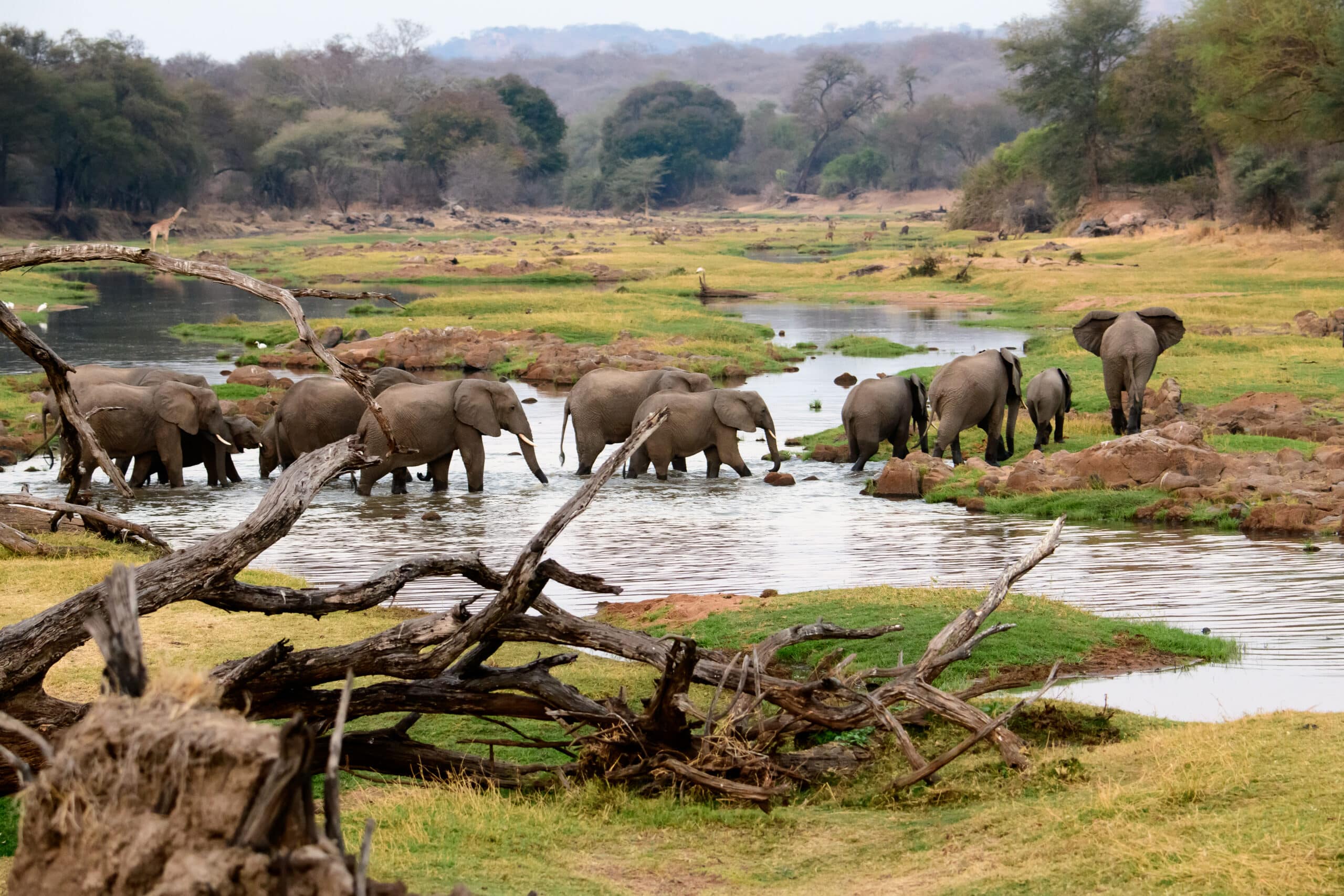 Wildlife in an African national park