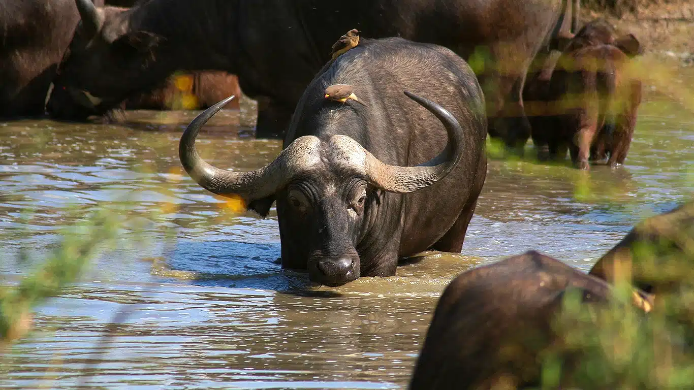 African wildlife on safari