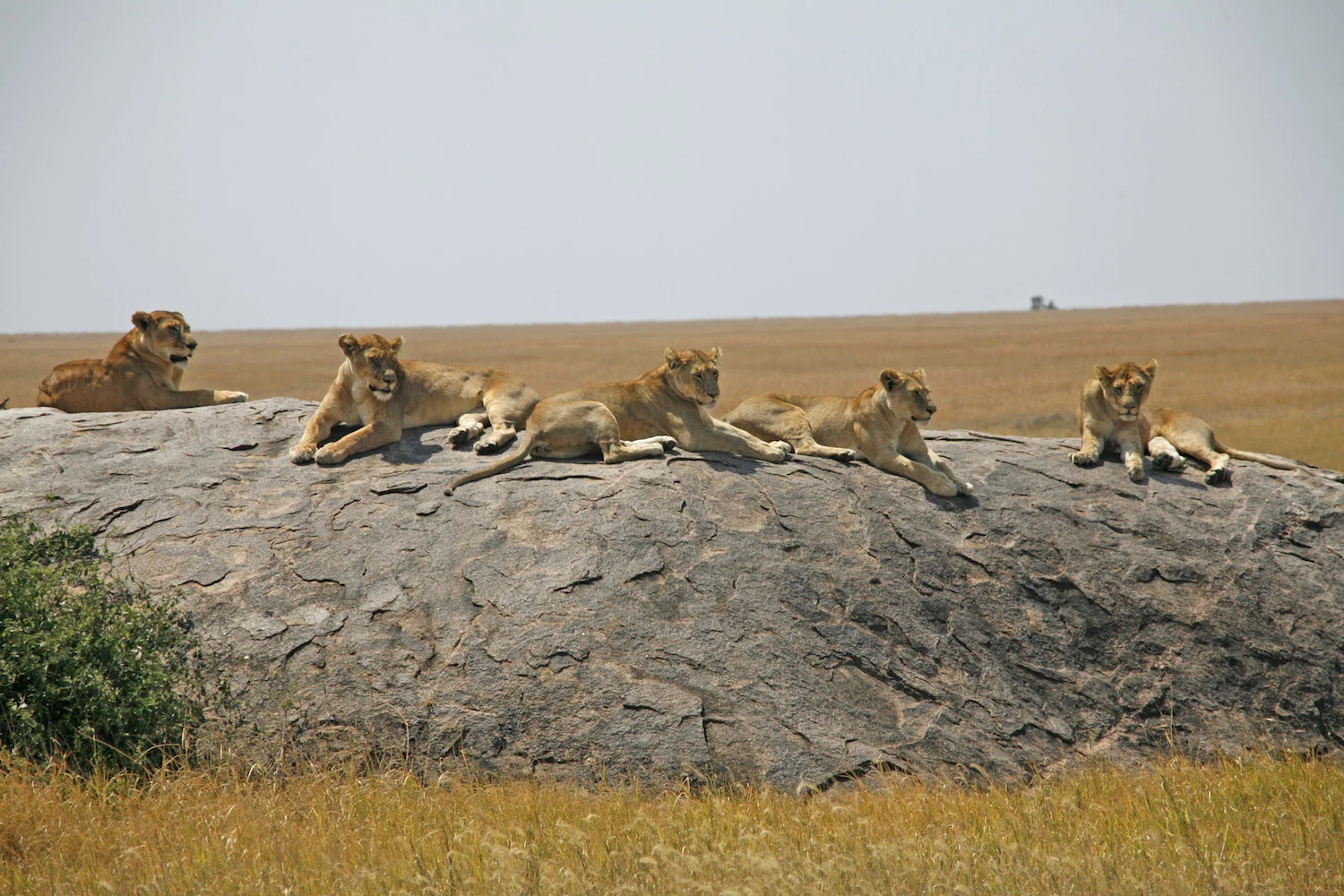Tanzania wildlife safari landscape