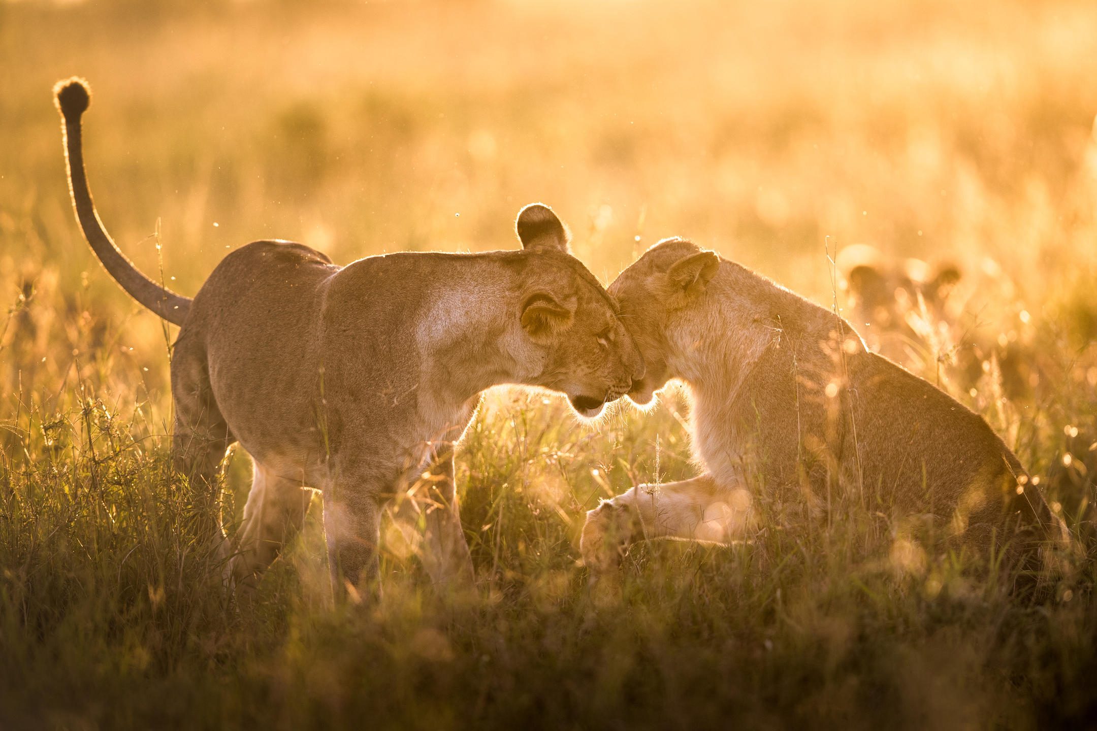 Tanzania wilderness and safari landscape